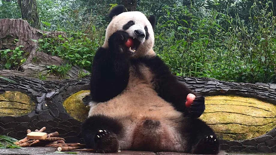 De star d’Ueno à résidente du Sichuan : comment Xiang Xiang s’épanouit depuis son retour en Chine