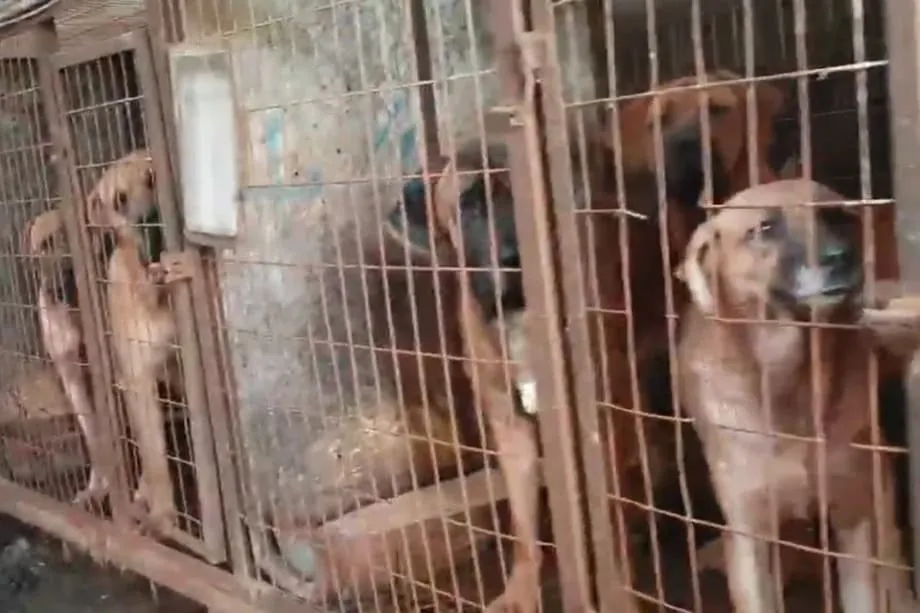 L’industrie sud-coréenne de la viande de chien au bord de l’extinction, les fermes fermant avant l’interdiction de 2027