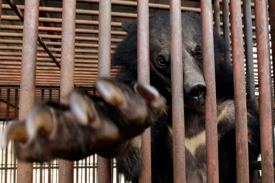 L’interdiction historique de l’élevage d’ours pour leur bile en Corée du Sud : une nouvelle ère pour le bien-être animal