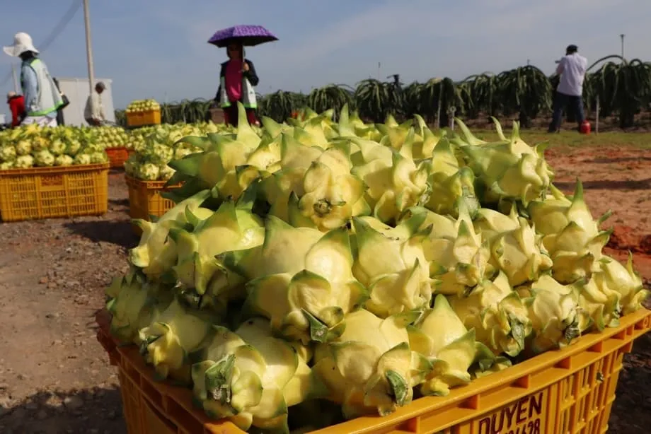 Les exportations vietnamiennes de fruit du dragon atteignent leur plus bas niveau en 11 ans face à la concurrence mondiale