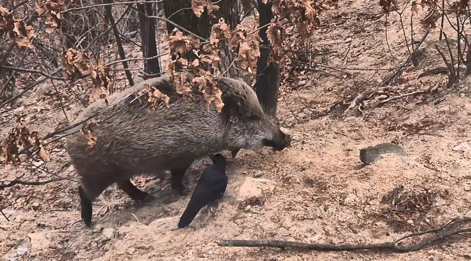 Les sangliers de plus en plus nombreux dans le parc national du mont Bukhan, à Séoul