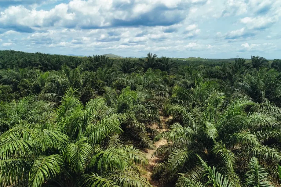 La vaste campagne de confiscation de terres en Indonésie bouleverse les marchés mondiaux des matières premières