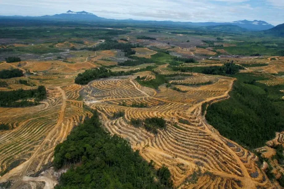 L’Indonésie intensifie sa campagne de saisie des plantations de palmiers à huile, avec 5 millions d’hectares supplémentaires prévus
