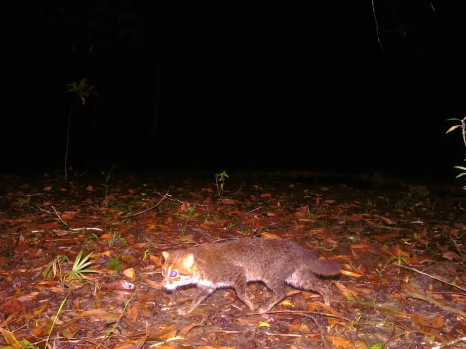 Un rare chat à tête plate redécouvert en Thaïlande après des décennies passées dans l’ombre