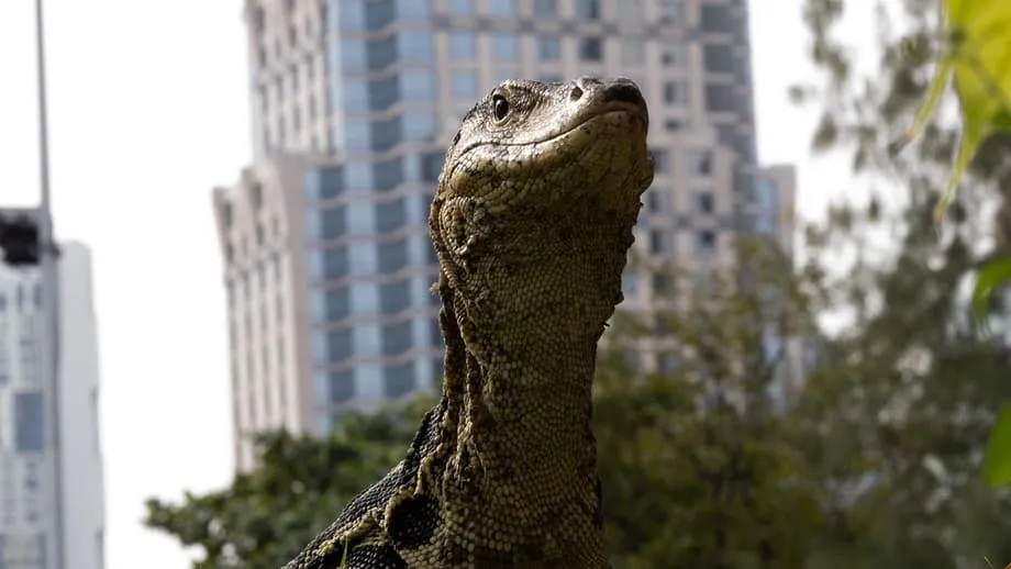 Les varans géants de Bangkok : comment ces lézards ont conquis la ville
