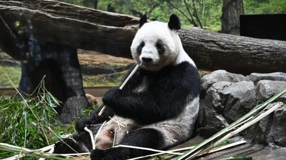 Le Japon fait ses adieux à ses derniers pandas, tandis que les tensions diplomatiques menacent un demi-siècle d’amitié