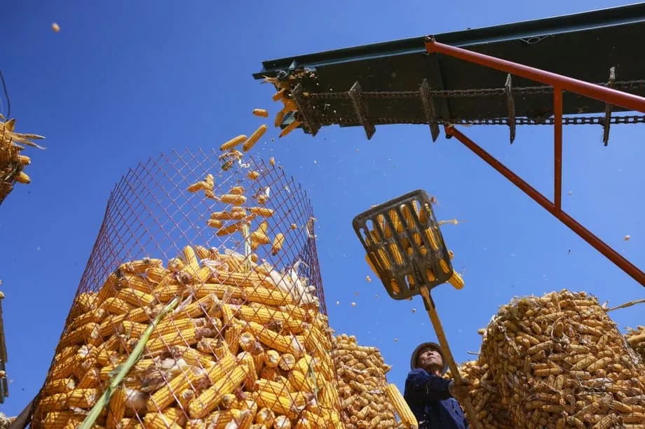 Des scientifiques chinois décuplent la production d’amidon artificiel et rapprochent l’industrie agroalimentaire d’une fabrication en usine
