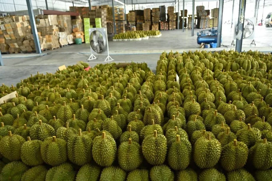 La filière thaïlandaise du durian face à une tempête parfaite : récolte record et grave pénurie de main-d’œuvre