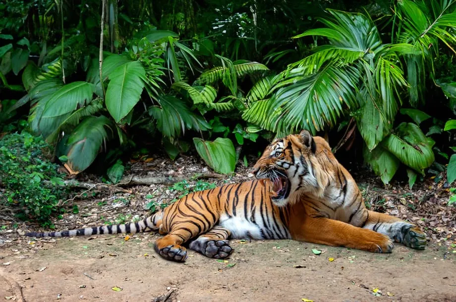 La réserve royale du prince héritier, dernier espoir pour les tigres de Malaisie