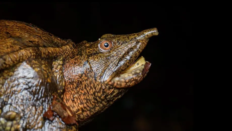 Le commerce légal de tortues en Indonésie ne fait vivre que quelques centaines de personnes, et non des milliers, selon une étude