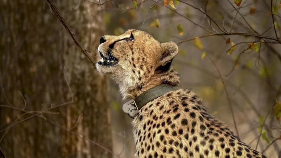 Le projet Cheetah à la croisée des chemins : des scientifiques réclament l’arrêt des importations face aux inquiétudes croissantes sur l’habitat