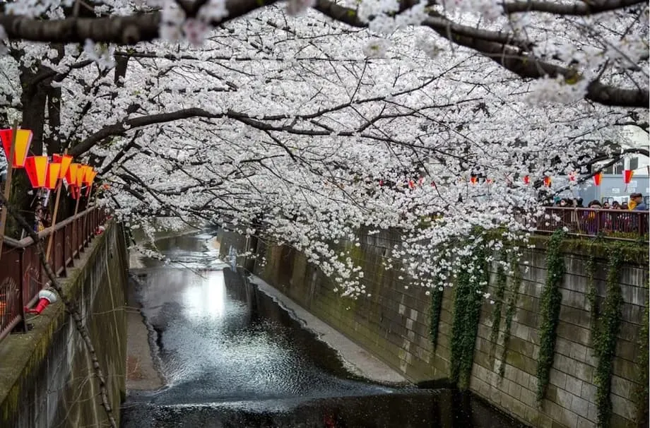 Un célèbre site d’observation des cerisiers en fleurs à Tokyo installe des écrans pour lutter contre la surfréquentation