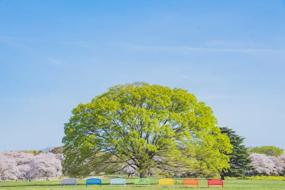 L’oasis printanière cachée de Tokyo : le festival des fleurs 2026 du parc Showa Kinen métamorphose un ancien aérodrome en paradis floral
