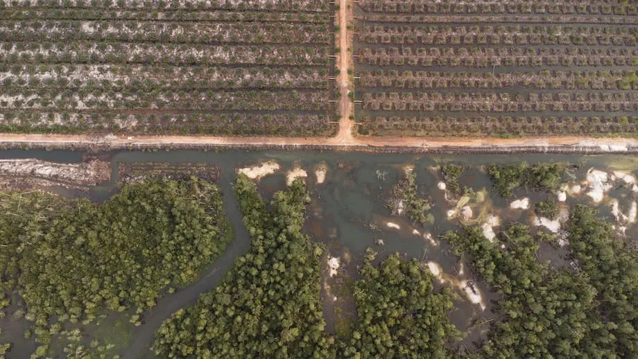 La crise des crocodiles en Indonésie : comment l’extraction de l’étain destiné aux smartphones alimente un conflit meurtrier entre humains et animaux sauvages