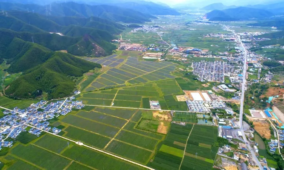 La révolution chinoise de la myrtille : comment le Yunnan a transformé un produit d’importation de luxe en une puissance exportatrice mondiale
