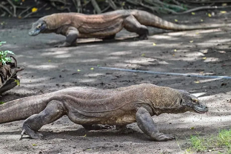 Diplomatie des dragons : l’Indonésie prête des dragons de Komodo au Japon dans le cadre d’un échange historique pour la conservation
