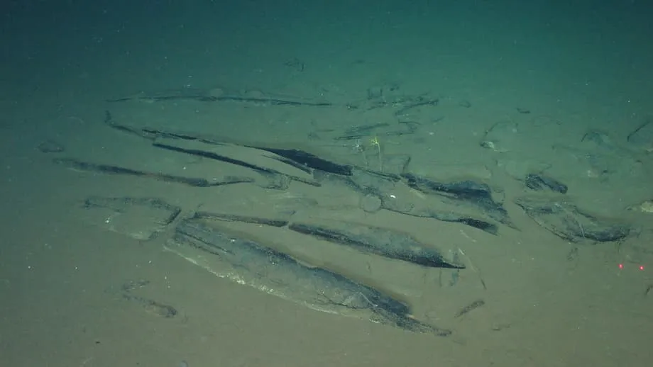 Des scientifiques découvrent dans l’océan Indien le plus profond et le plus vaste cimetière de baleines, avec des fossiles vieux de 5,3 millions d’années