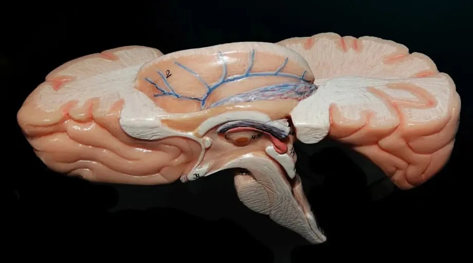 Des scientifiques indiens dévoilent ANCHOR, l’atlas 3D du tronc cérébral humain le plus détaillé au monde
