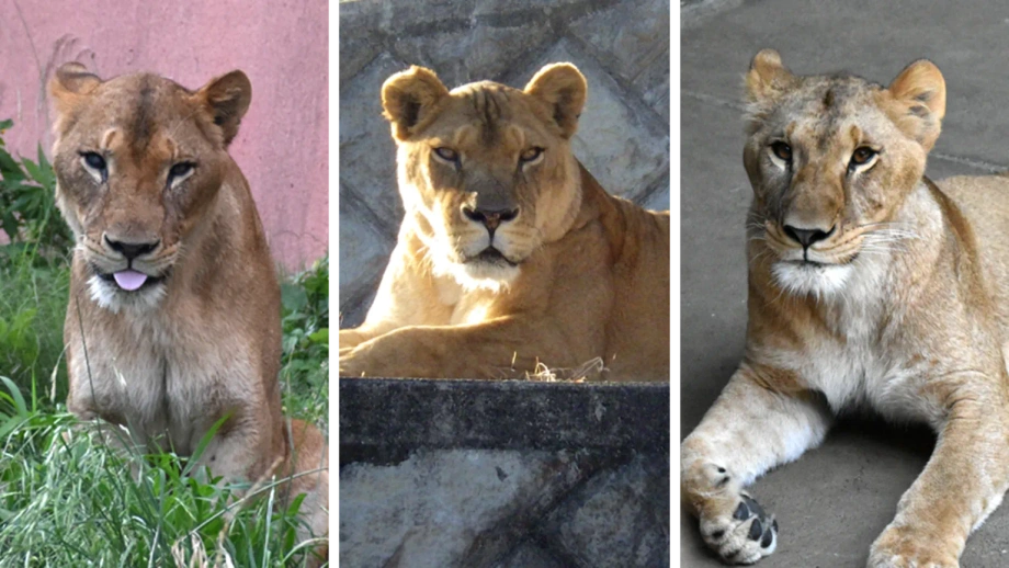 Trois lions meurent dans un zoo de Tokyo en pleine vague de chaleur record