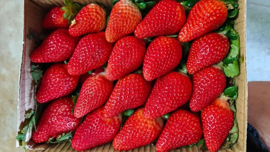 L’Inde cherche à gagner son autonomie dans la production de fraises grâce à la sélection locale et aux nouvelles technologies