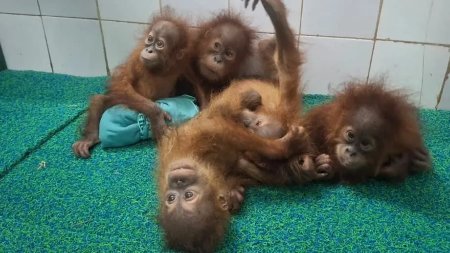 Cinq bébés orangs-outans découverts dans une forêt de l’Odisha, l’Inde enquête sur une possible filière de contrebande