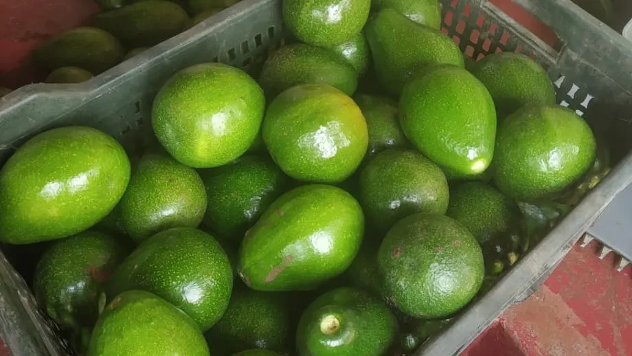 Du fruit pour chiens à la coqueluche des gourmets : l’avocat prend racine en Inde