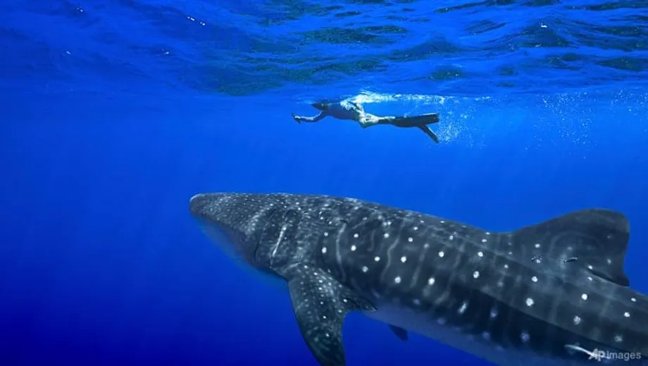 Les gouvernements approuvent des mesures historiques pour protéger les requins et les raies lors de la CITES en Ouzbékistan