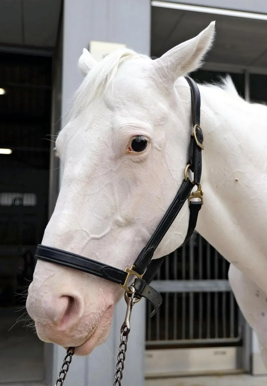 Des hippodromes aux cérémonies royales : la famille impériale japonaise et ses chevaux en reconversion
