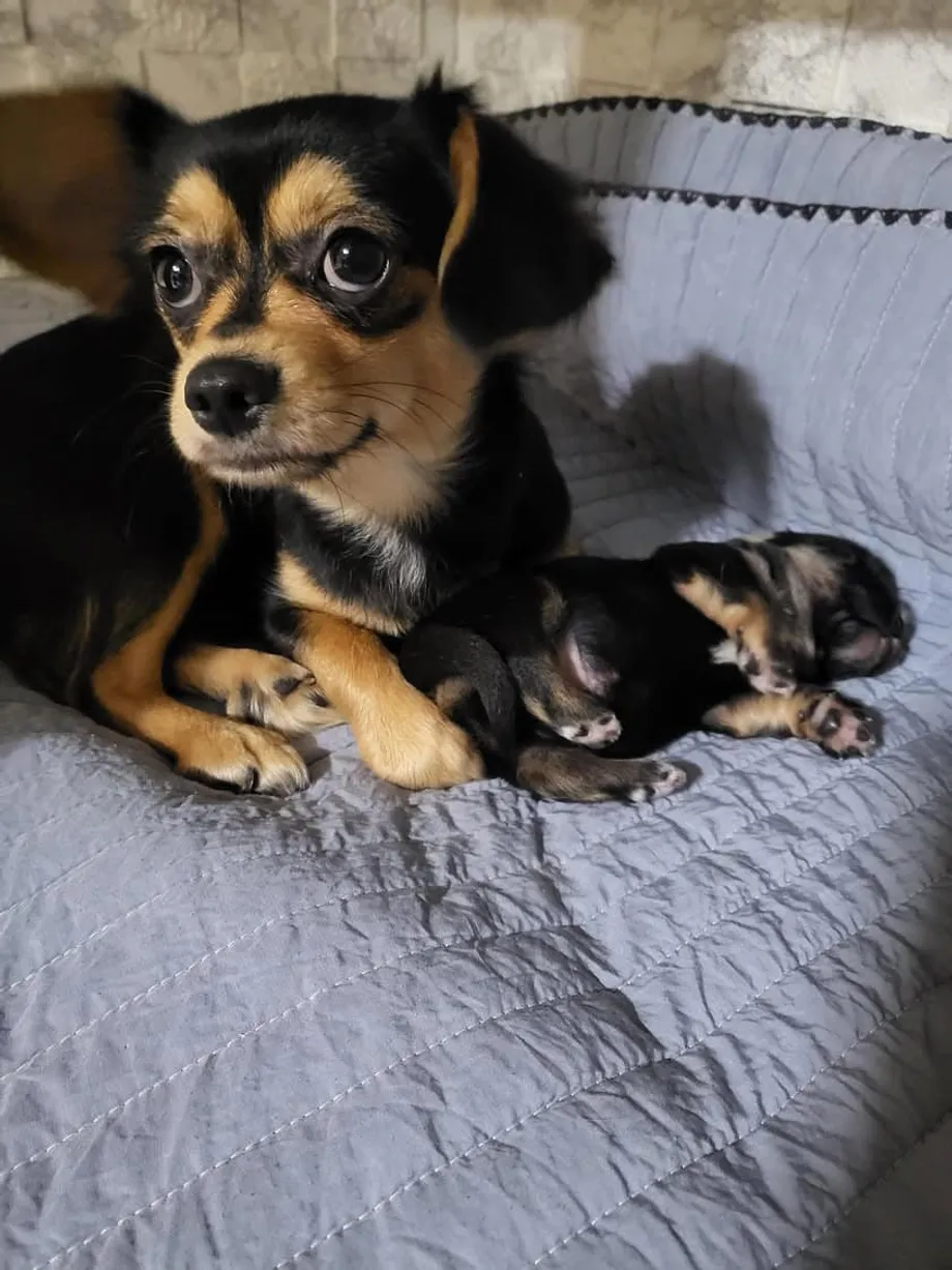 Des rues de Séoul à une seconde chance : l’histoire d’une chihuahua révèle la crise du sauvetage animalier en Corée du Sud