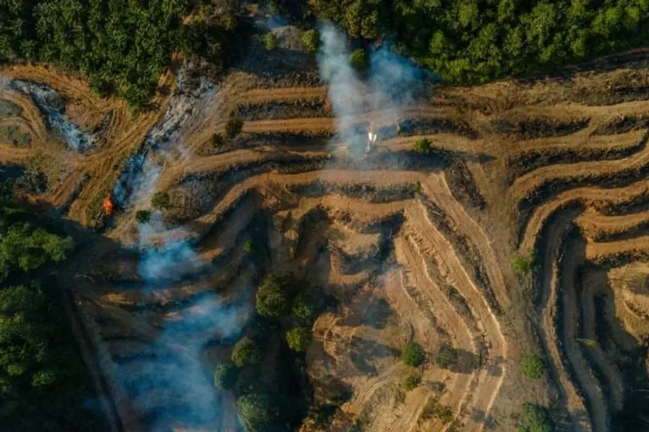 Une enquête sur une fraude à l’huile de palme en Indonésie met en cause de grands groupes énergétiques européens dans un système de fausses déclarations