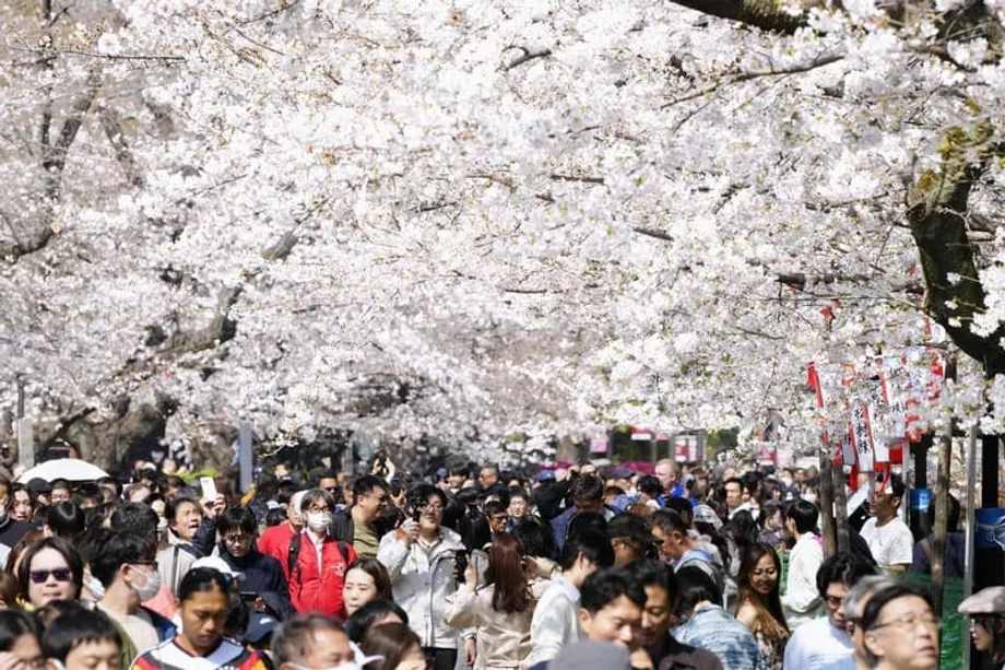 Les cerisiers de Tokyo sont en pleine floraison avec trois jours d’avance, le printemps arrive tôt