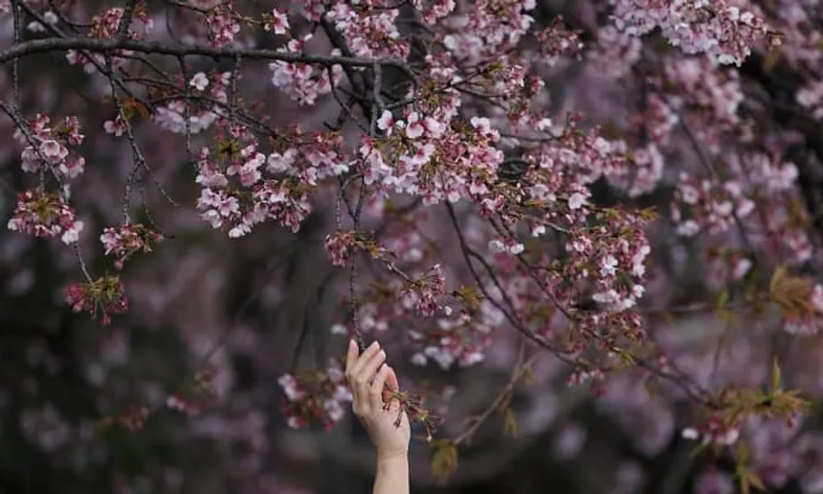 La hausse des prix assombrit la saison emblématique des hanami au Japon