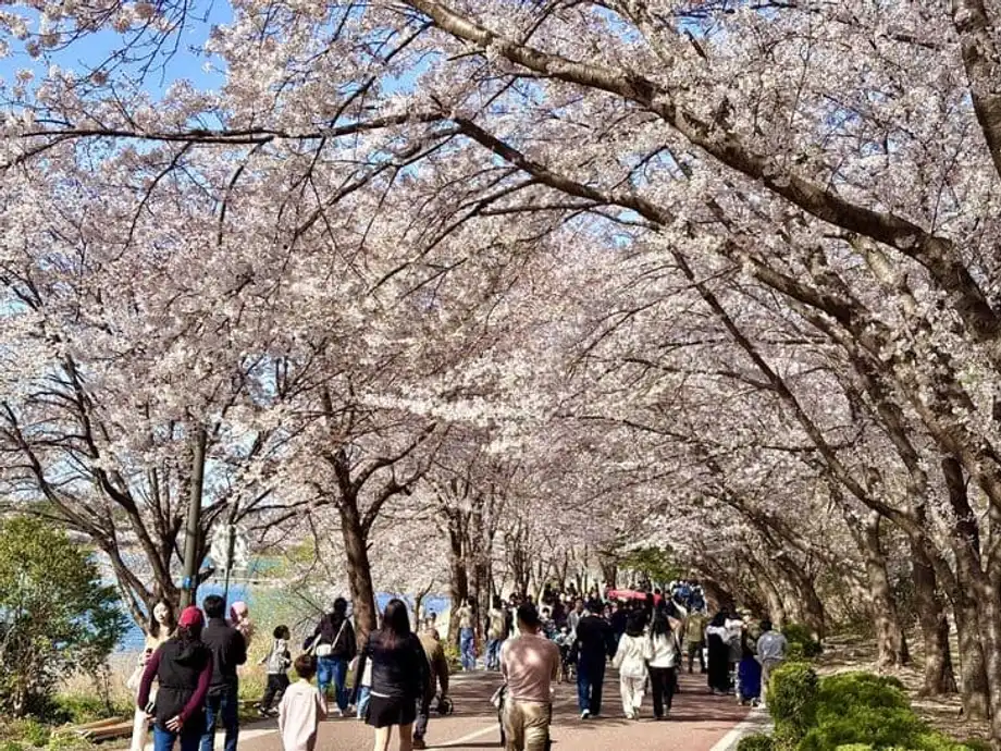 Un professeur d’ingénierie demande à ses étudiants stressés de photographier les cerisiers en fleurs