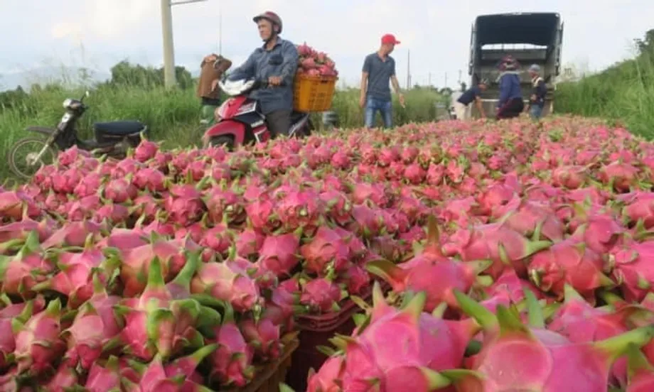 Les exportations vietnamiennes de fruit du dragon connaissent un spectaculaire rebond, portées par la forte demande de la Thaïlande et du Moyen-Orient