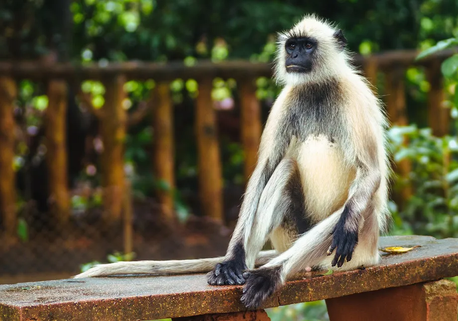 What Happened in Beed: Officials Challenge Claim That Monkeys Killed 250 Dogs