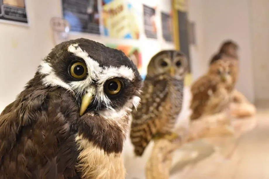Les cafés animaliers dans le viseur au Japon : bactéries cachées, risques de blessures et liens avec le trafic illégal
